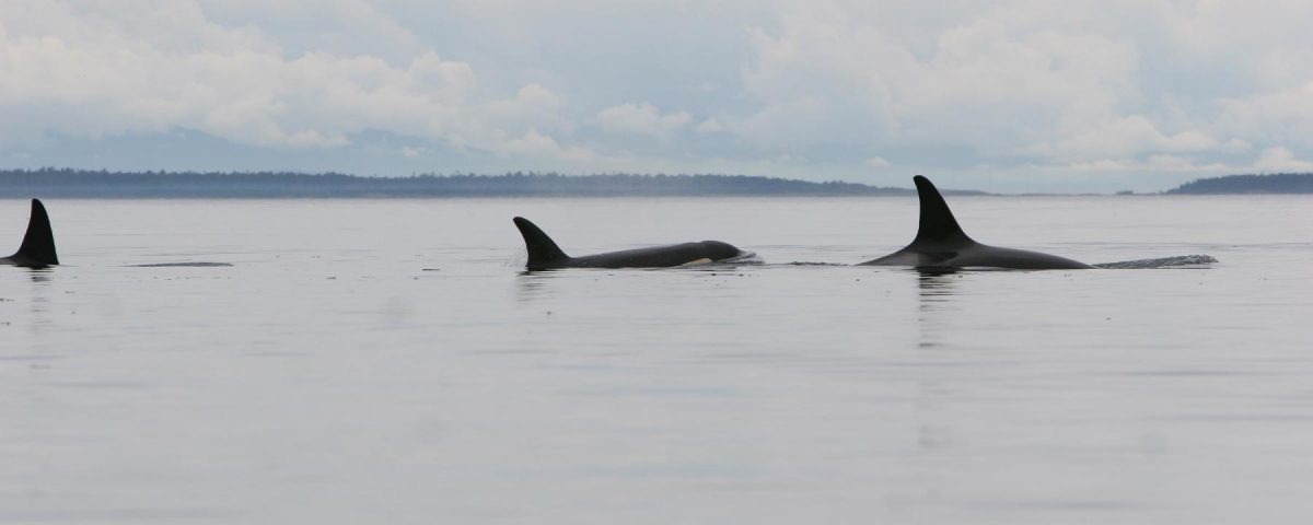 3 orcas at the surface